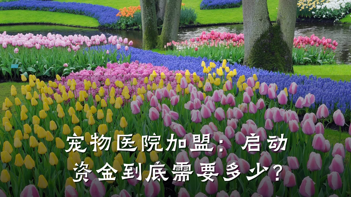 宠物医院加盟：启动资金到底需要多少？
