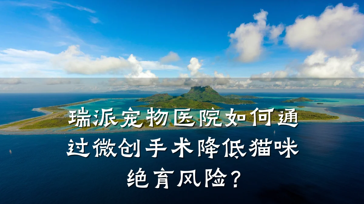 瑞派宠物医院如何通过微创手术降低猫咪绝育风险?