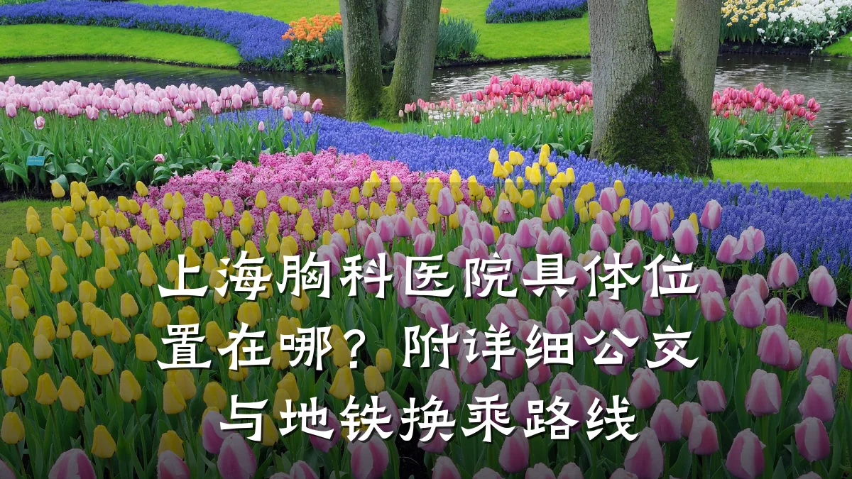 上海胸科医院具体位置在哪?附详细公交与地铁换乘路线