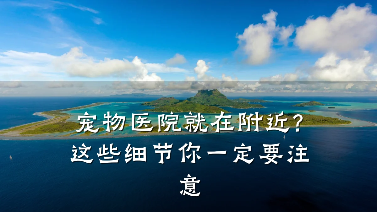 宠物医院就在附近？这些细节你一定要注意