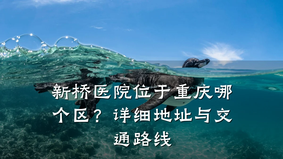 新桥医院位于重庆哪个区？详细地址与交通路线