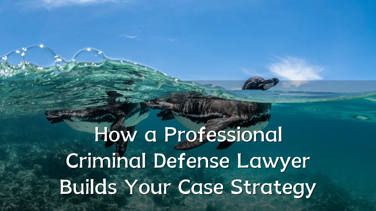 How a Professional Criminal Defense Lawyer Builds Your Case Strategy