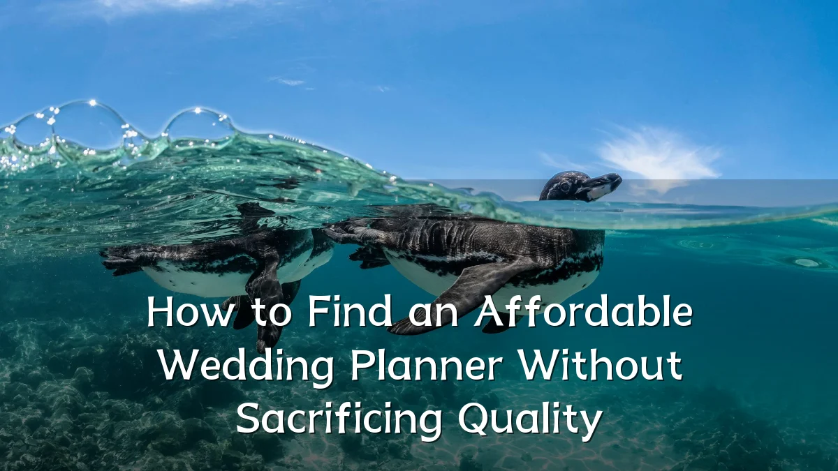 How to Find an Affordable Wedding Planner Without Sacrificing Quality